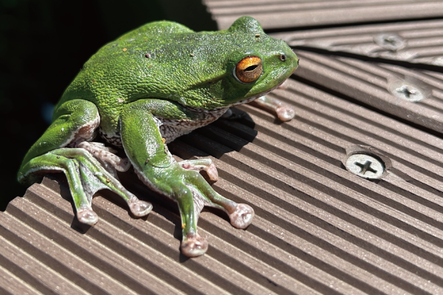 雄国せせらぎ探勝路 | 裏磐梯ビジターセンター